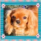 Kingdom Cavaliers and Rescue - Unethical breeder, unprofessional - Photo 4 - comment #1417004