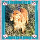 Kingdom Cavaliers and Rescue - Unethical breeder, unprofessional - Photo 5 - comment #1417004