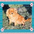 Kingdom Cavaliers and Rescue - Unethical breeder, unprofessional - Photo 6 - comment #1417004