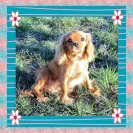 Kingdom Cavaliers and Rescue - Unethical breeder, unprofessional - Photo 7 - comment #1417004