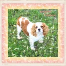 Kingdom Cavaliers and Rescue - Unethical breeder, unprofessional - Photo 8 - comment #1417004