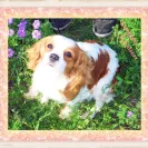 Kingdom Cavaliers and Rescue - Unethical breeder, unprofessional - Photo 9 - comment #1417004