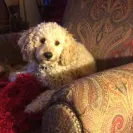 Golden day doodles Kimberly Betten - Horrible dishonest breeder - Photo 1 - comment #1903217