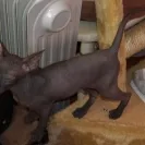 Sleek Cats Cattery - Bad Breeder - Photo 1 - comment #1441478