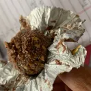 Ferrero Rocher - Fungus ( Rotten ) - Photo 1 - comment #2261683