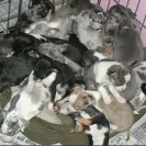 Nancy White Petshack Chihuahuas - cyber stalking, harassing and bullying - Photo 1 - comment #2281984