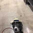 PetSmart - not satisfied with their services! - Photo 2 - comment #1945262