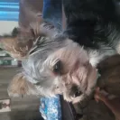PetSmart - not satisfied with their services! - Photo 1 - comment #2282043