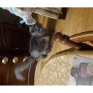 PetSmart - not satisfied with their services! - Photo 4 - comment #2299605