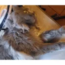 PetSmart - not satisfied with their services! - Photo 1 - comment #2299605