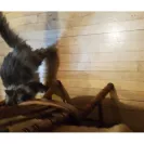 PetSmart - not satisfied with their services! - Photo 3 - comment #2299605