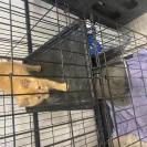 PetSmart - not satisfied with their services! - Photo 2 - comment #2419780