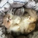 A Fluffy Dream Cattery - Fault documents and sick cats - Photo 1 - comment #2134898