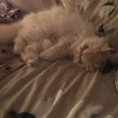 A Fluffy Dream Cattery - Fault documents and sick cats - Photo 1 - comment #2134911