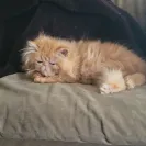 Dreamz Himalayan Cattery - Kittens in this cattery are sick - Photo 4 - comment #2564088