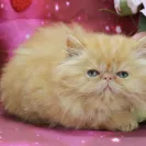 Dreamz Himalayan Cattery - Kittens in this cattery are sick - Photo 1 - comment #2564088