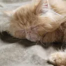 Dreamz Himalayan Cattery - Kittens in this cattery are sick - Photo 3 - comment #2564088