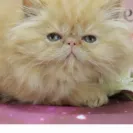 Dreamz Himalayan Cattery - Kittens in this cattery are sick - Photo 2 - comment #2564088