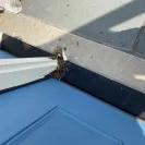 Therma Tru - Rotten door - Photo 1 - comment #2241117