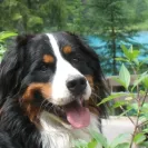 Golden Breeze Kennels - Extreme hip / elbow issues - Photo 1 - comment #1680300