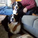 Golden Breeze Kennels - Extreme hip / elbow issues - Photo 1 - comment #1950605