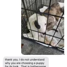 Fairytails Adoption - Will not adopt or donate - Photo 1 - comment #2140857