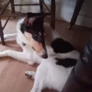 Stirling Collies - Mentally unbalanced puppy - Photo 2 - comment #2416758
