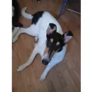 Stirling Collies - Mentally unbalanced puppy - Photo 1 - comment #2416758