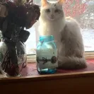 Starlite Rags - Ragdolls kittens with health problems - Photo 1 - comment #1518162