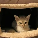 E & K Katz - sick dying kittens - Photo 1 - comment #1521960