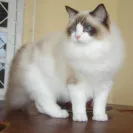 Starlite Rags - Most healthy loving ragdoll cats! Wonderful breeder! - Photo 1 - comment #1518559