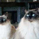 Starlite Rags - Most healthy loving ragdoll cats! Wonderful breeder! - Photo 1 - update #1518586