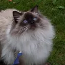 Starlite Rags - Most healthy loving ragdoll cats! Wonderful breeder! - Photo 1 - comment #1518612