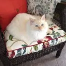 Starlite Rags - Most healthy loving ragdoll cats! Wonderful breeder! - Photo 1 - comment #1518619