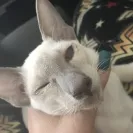 san toi cattery - selling sick kittens from sick parents - Photo 1 - comment #1886184
