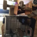 san toi cattery - selling sick kittens from sick parents - Photo 1 - comment #1974903