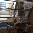 san toi cattery - selling sick kittens from sick parents - Photo 5 - comment #1974903