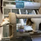 san toi cattery - selling sick kittens from sick parents - Photo 9 - comment #1974903