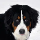 Bernese Mountain Dogs - Horrible breeder!! - Photo 1 - comment #1537281