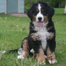 Bernese Mountain Dogs - Horrible breeder!! - Photo 2 - comment #1537281