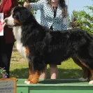 Bernese Mountain Dogs - Horrible breeder!! - Photo 3 - comment #1537281