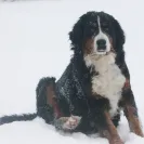 Bernese Mountain Dogs - Horrible breeder!! - Photo 4 - comment #1537281