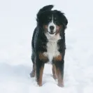 Bernese Mountain Dogs - Horrible breeder!! - Photo 5 - comment #1537281