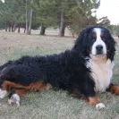Bernese Mountain Dogs - Horrible breeder!! - Photo 6 - comment #1537281