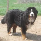 Bernese Mountain Dogs - Horrible breeder!! - Photo 7 - comment #1537281