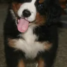 Bernese Mountain Dogs - Horrible breeder!! - Photo 8 - comment #1537281