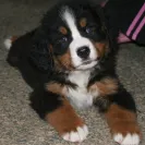 Bernese Mountain Dogs - Horrible breeder!! - Photo 9 - comment #1537281