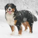 Bernese Mountain Dogs - Horrible breeder!! - Photo 10 - comment #1537281
