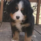Bernese Mountain Dogs - Horrible breeder!! - Photo 11 - comment #1537281