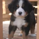 Bernese Mountain Dogs - Horrible breeder!! - Photo 12 - comment #1537281
